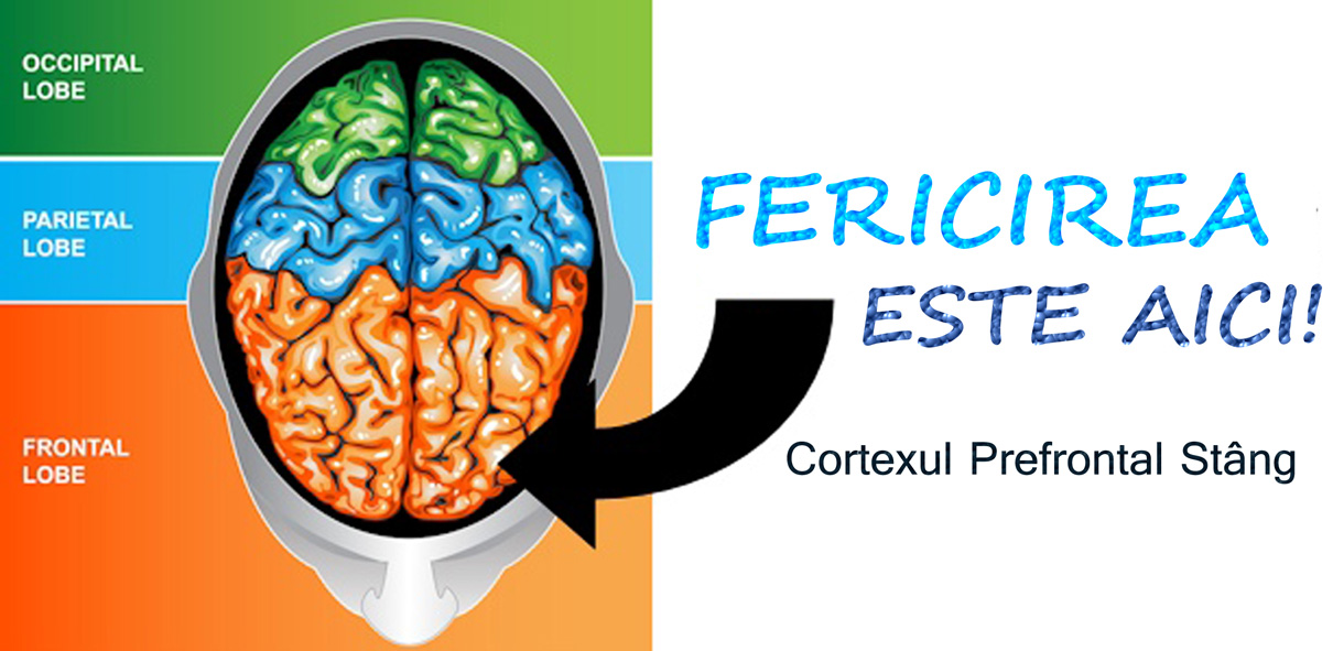 Fericirea este in lobul prefrontal stang Fericirea este in lobul prefrontal stang