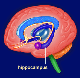 Hipocampul